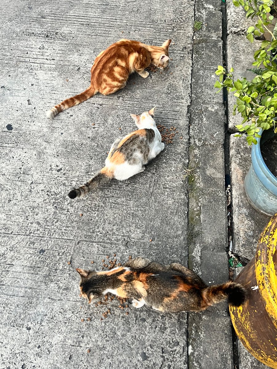 lovebeforelost's tweet photo. pelanggan warung makan neng igy pagi ini: https://t.co/AzOMFQsScA