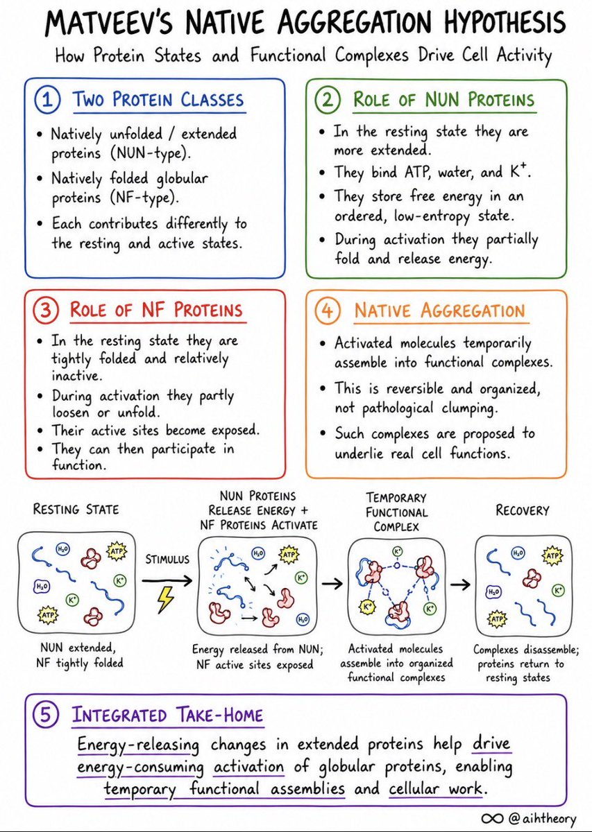 aihtheory's tweet photo. #Matveev’s Cell #Energetics Theory: Extending #GilbertLing’s AIH
#Peat
Vladimir Matveev’s Native Aggregation Hypothesis (NAH) can be viewed as a functional extension of Gilbert Ling’s Association–Induction Hypothesis (AIH). Ling proposed that the healthy resting cell is not a passive equilibrium but an ATP-maintained, low-entropy, energy-rich state, where ATP stabilizes key proteins in an extended conformation, allowing the adsorption of structured water and K⁺. This coherent organization stores free energy that can later be used for cellular work.
Matveev extends this concept by proposing that cellular work emerges through reversible transitions between two classes of proteins. During activation, ATP-stabilized extended proteins (NUN-type) partially lose their ordered state, releasing stored free energy. This energy enables globular proteins (NF-type) to undergo functional conformational changes and assemble into temporary native aggregates that perform the cell’s work. Once the task is complete, metabolism regenerates ATP, restoring proteins, water, and ions to the organized resting state.
In this framework, cell health is defined by the ability to continually rebuild the ATP-rich resting state. Disease is not simply the absence of ATP, but a progressive failure to regenerate this highly ordered, coherent state. ATP’s primary role is therefore not merely to fuel reactions directly, but to maintain and restore cellular organization, allowing each cycle of activation and recovery to occur efficiently.
This perspective provides a strong theoretical foundation for Ray Peat’s concept of generative energy. Peat emphasized that thyroid hormone, oxidative mitochondrial metabolism, adequate glucose, magnesium, CO₂, and protective hormones support health because they maximize ATP production. From a Ling–Matveev viewpoint, abundant ATP allows cells to repeatedly restore their low-entropy resting organization after every bout of work. Thus, high oxidative metabolism is not valuable simply because it generates ATP, but because it continually regenerates the ordered, coherent resting state from which healthy cellular function and regeneration arise.