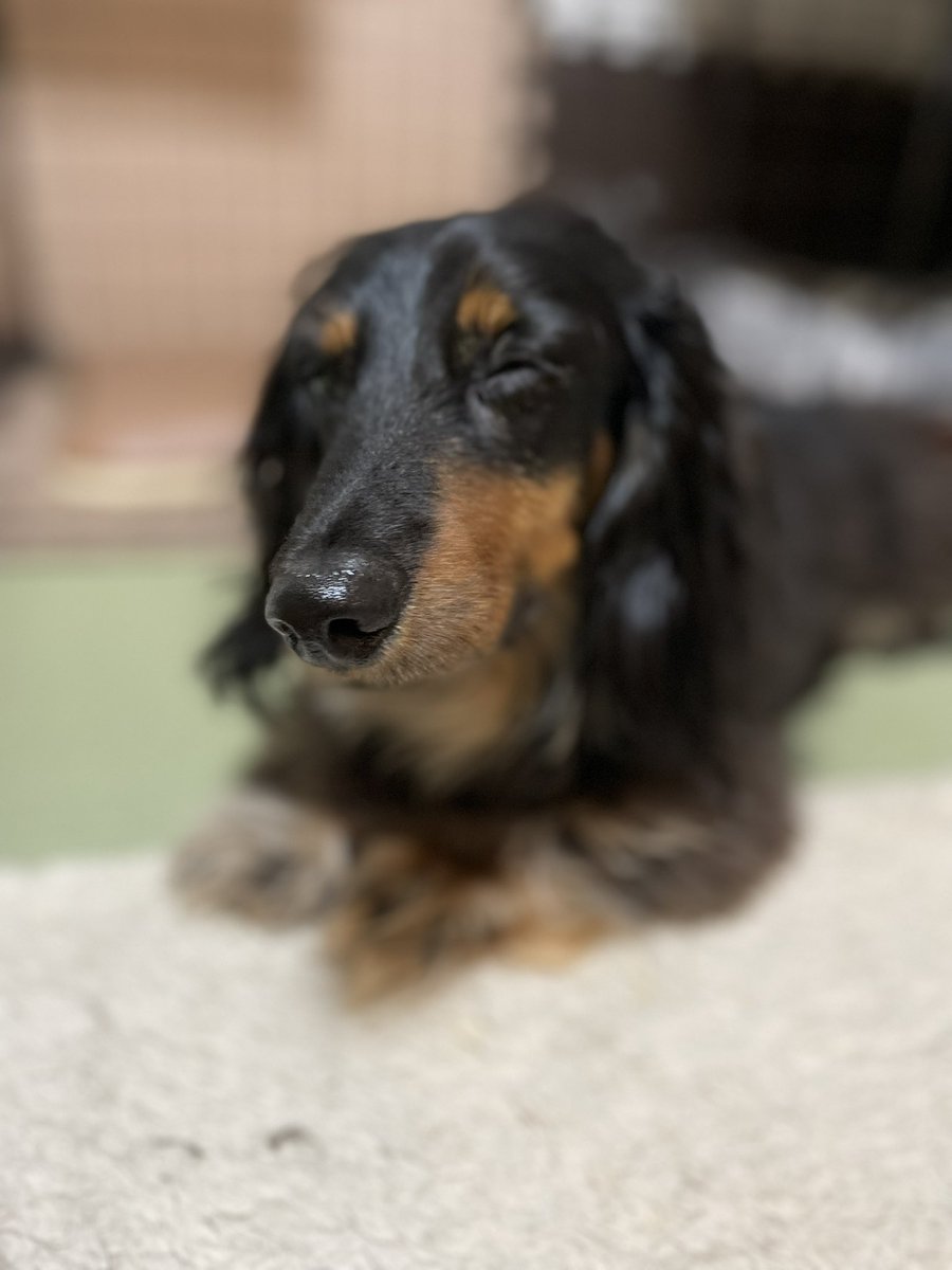 mitsukimama0's tweet photo. #ミニチュアダックス #ブラックタン
ウインクチップくん＆首傾げてるチップくん🐶 https://t.co/NJ3gejlrFt