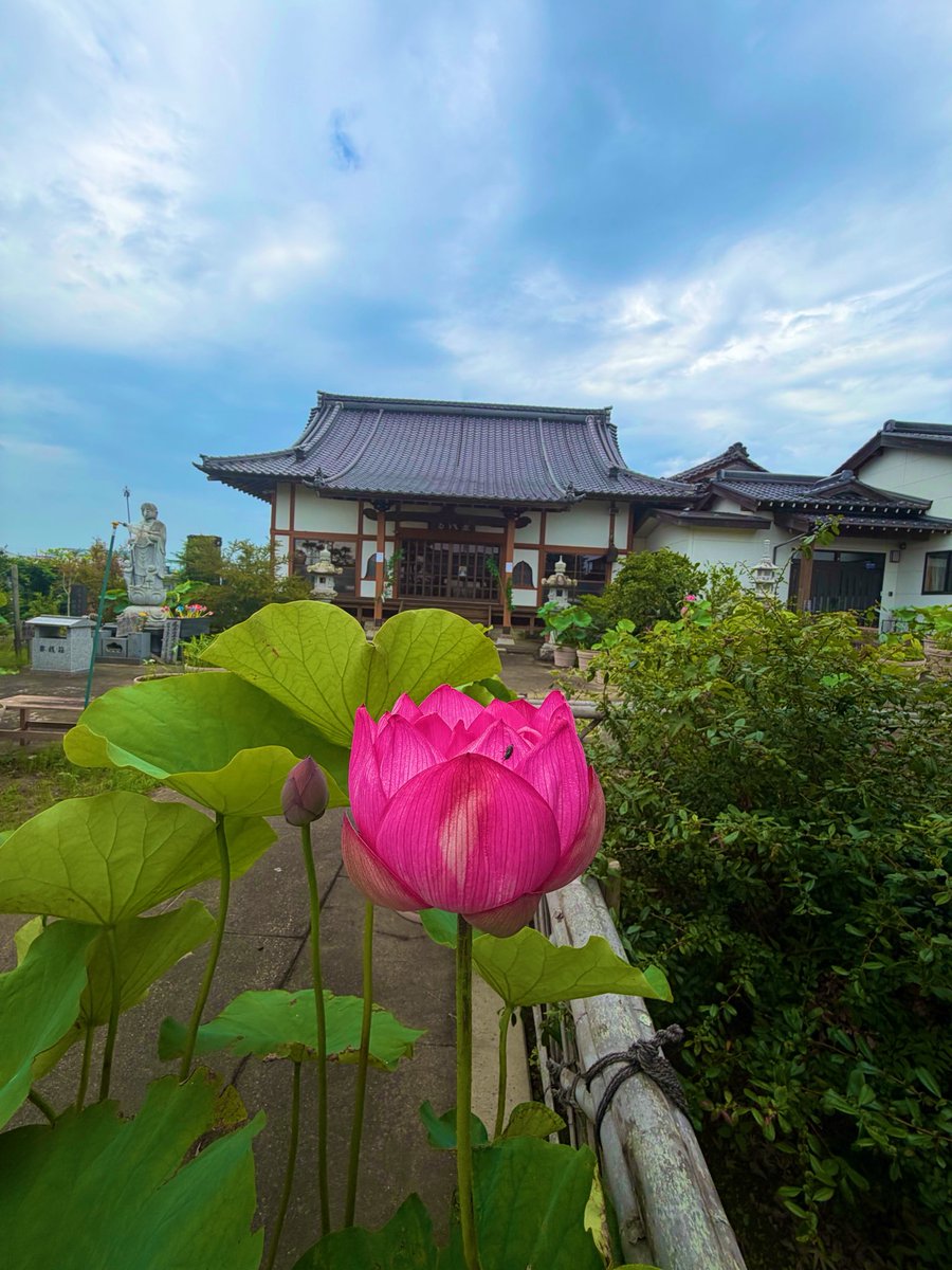ekouzenji's tweet photo. お盆が近づき今年も蓮の季節がやって参りました。蕾もたくさん出ておりとても見頃です。
是非自由にご覧ください。
＃蓮華
＃睡蓮
＃蓮
＃ハス
＃すいれん 
＃臨済宗
＃妙心寺派
＃恵洪寺
＃岩沼
＃宮城 https://t.co/gO8Bxbp0sE