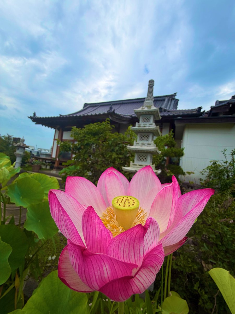 ekouzenji's tweet photo. お盆が近づき今年も蓮の季節がやって参りました。蕾もたくさん出ておりとても見頃です。
是非自由にご覧ください。
＃蓮華
＃睡蓮
＃蓮
＃ハス
＃すいれん 
＃臨済宗
＃妙心寺派
＃恵洪寺
＃岩沼
＃宮城 https://t.co/gO8Bxbp0sE