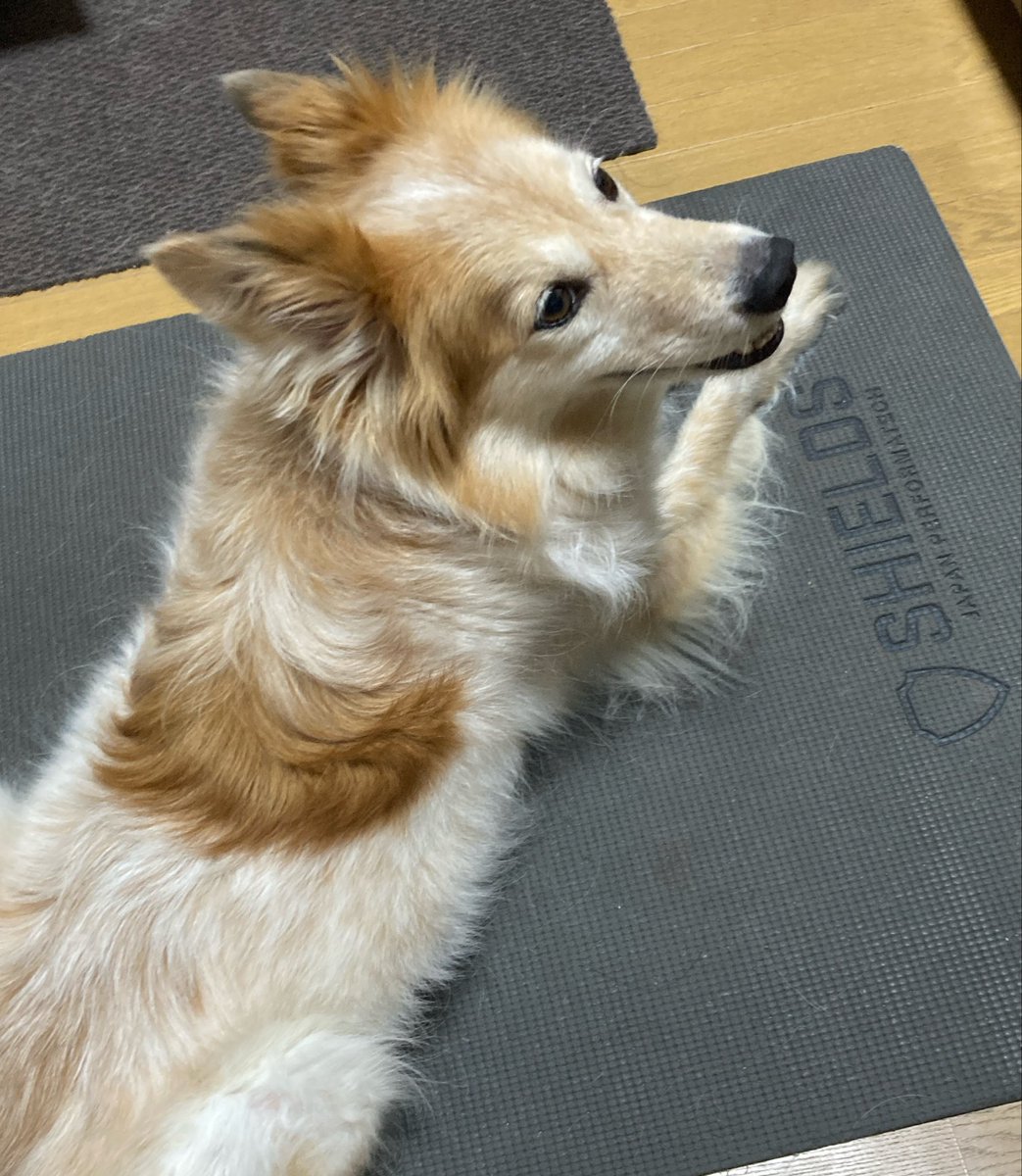 Post by 雑種犬はいいぞ on X: えっへへ