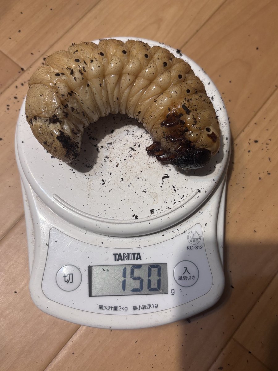 morisimaisuki's tweet photo. 173.5-G・FOX172R

またまた大型前蛹🔥🔥

現時点で2頭蛹化しておりますが、どちらも大型蛹(羽化予想175㎜前後)でかなり期待できそうです。

幼虫の頭幅や体重のバラツキも少なく、血統の安定感もありそうです。

どんな姿になるか、楽しみです😆 https://t.co/dWb0hUGcbE