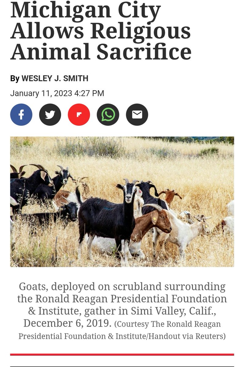 ArchaicDesigns's tweet photo. @kory414141 @gator_gum Are you for real? Another brainwashed Liberal. 

An animal lover? Thoughts on all the illegal and inhumane slaughterhouses popping up all over Southern Ontario, or groups pushing for legalization of religious animal sacrifices? It's already happening in US thanks to people like u https://t.co/ayK4Unh6mG