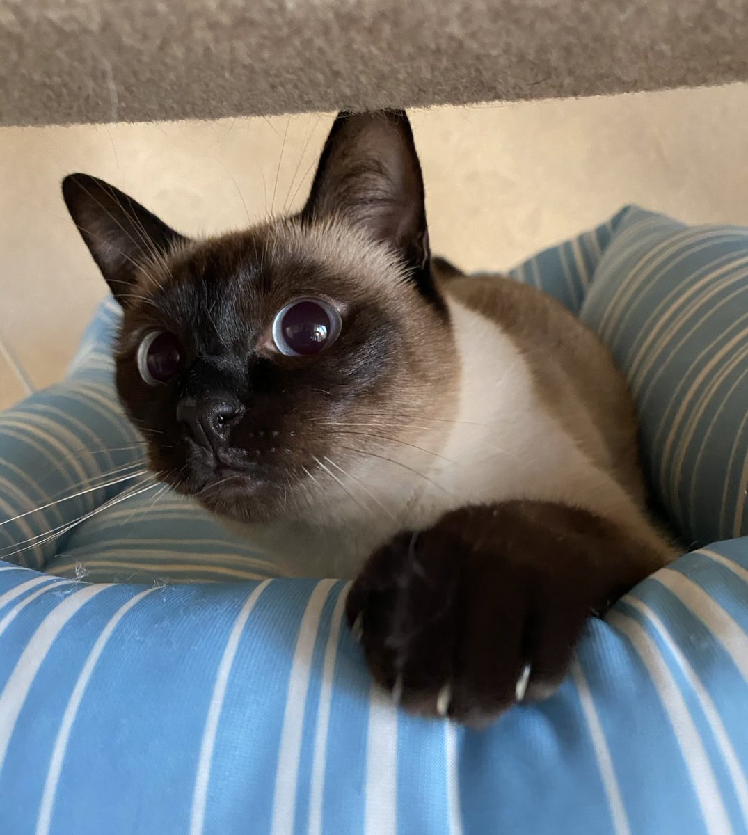 suzukipan26's tweet photo. おはようルフナ&amp;リーフ😸 https://t.co/S5TY7yAd2I