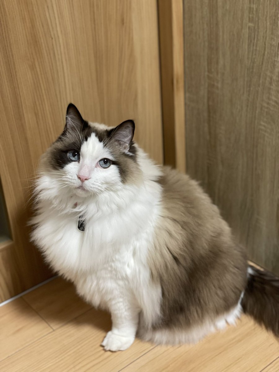 xhimex's tweet photo. って事で見たくないツイート増えてるので猫下さい
オススメがすぐ変なのに埋もれるのどうにかしたい😂
猫
ねこ
ネコネコネコネコネコネコネコネコネコ
#ラグドール　#猫　#長毛種 https://t.co/1kidwyL5GS