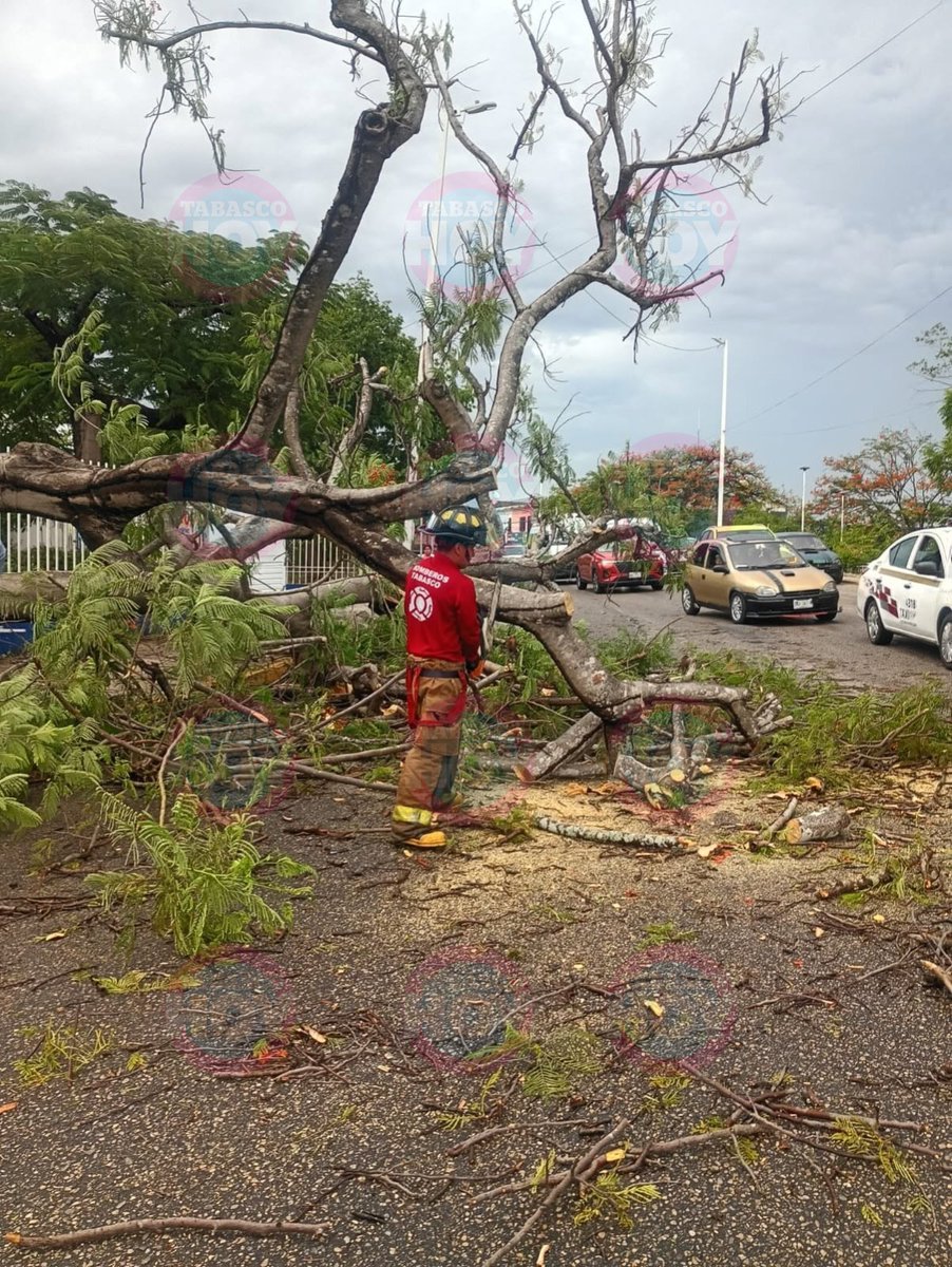 TabascoHOY's tweet photo. 🚨 #AlertaTH 🚨 Elementos de @ProcivilTabasco  acudieron a la intersección de las calles Francisco Trujillo y Ramón Mendoza, en la colonia Tierra Colorada, para atender la caída de un árbol de framboyán que afectó la circulación y causó daños menores en propiedades.

El ejemplar colapsó sobre la vía pública, obstruyendo uno de los carriles de circulación y provocando tránsito lento en la zona. De inmediato, el personal desplegó labores de tala controlada y retiro de residuos vegetales con el objetivo de liberar completamente la vialidad a la brevedad posible.

Tome sus precauciones 👉 https://t.co/MaPADTvVVx