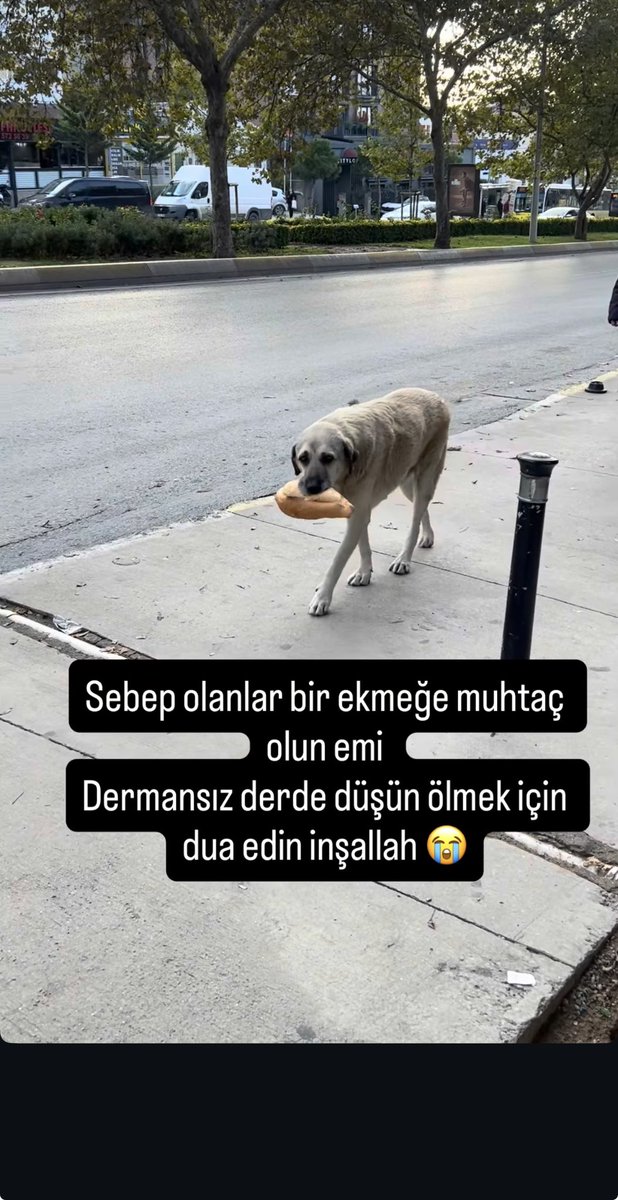 Yoncabskgl's tweet photo. Anadolu Yakası  Ekmekçi İsimli Evlat Barınağa Alınmış Ordan Çıkarıcak Candostuna Ekmekçiye Yuva Olucak Candostuna Çok İhtiyacı Var🥹🥹🥹
 irtibat:instgram @camlibehiye https://t.co/WxSPqflphv