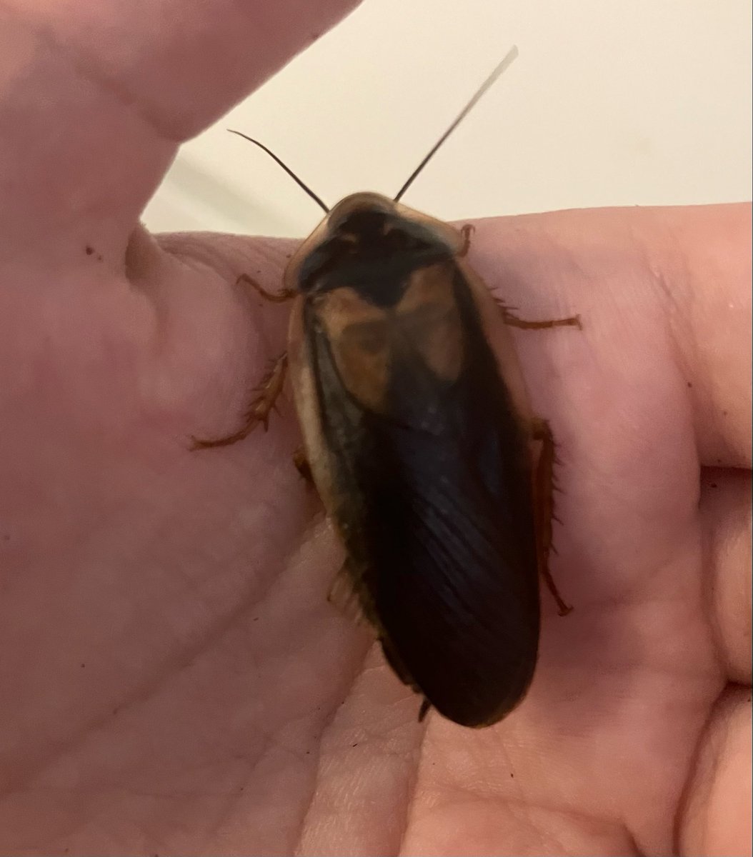 Red_Redls's tweet photo. successful molt. its a big boy now https://t.co/vzttZ8oS6c