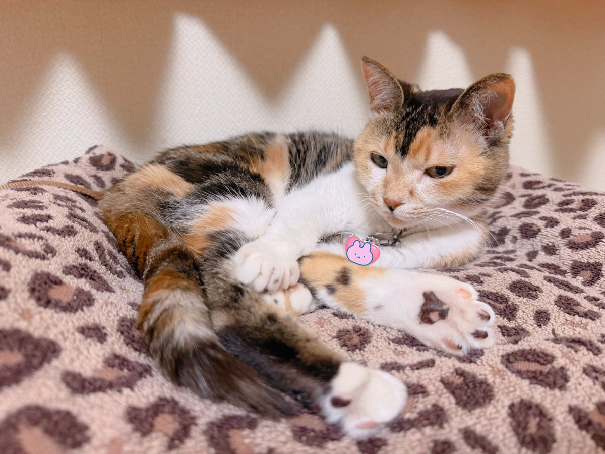 Post by あめちゃん🐱 on X: 🐱