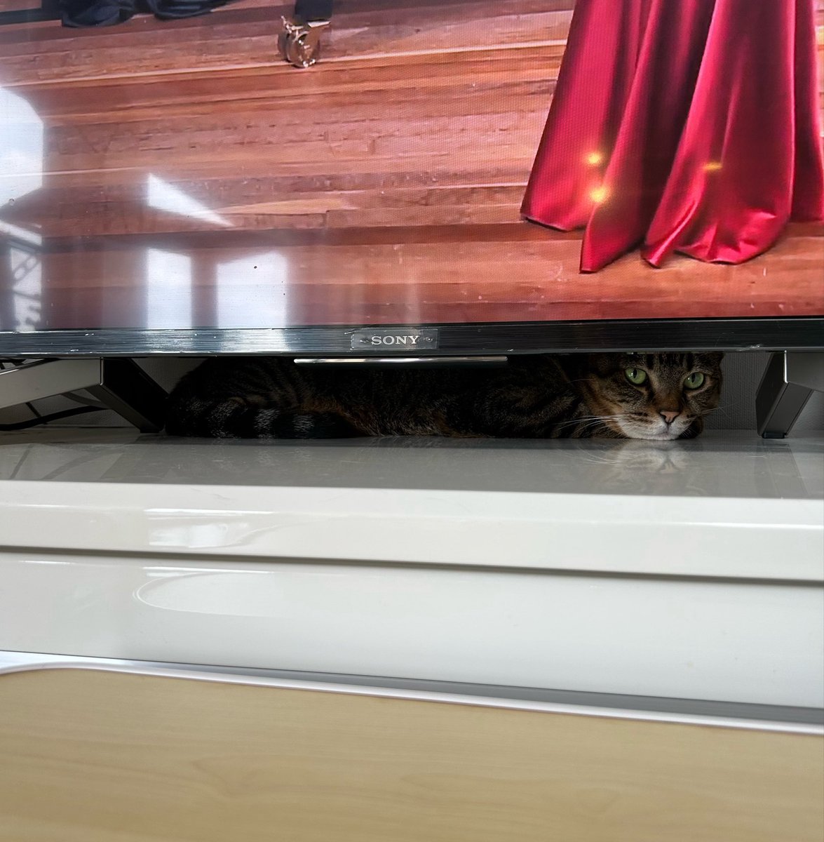 mario_228cat's tweet photo. 朝からめっちゃ探したよー！ここにおったんか？！？！？！ https://t.co/9MemlG7wkt