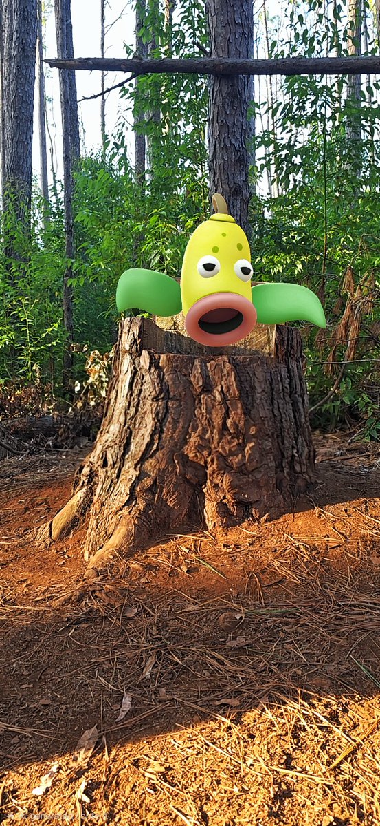 pkmnartographer's tweet photo. "I am the noble Forest King! I am better than every other thing in this forest! Even better than the trees! Especially Andrew!!!"
#Pokemon #PokemonGO #PokemonGOAR #GOSnapshot #AR #NianticAR #ARtography #ARphotography #Weepinbell #StarterSquad
#ZTDNews https://t.co/oMe977w9Me