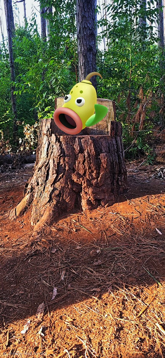 pkmnartographer's tweet photo. "I am the noble Forest King! I am better than every other thing in this forest! Even better than the trees! Especially Andrew!!!"
#Pokemon #PokemonGO #PokemonGOAR #GOSnapshot #AR #NianticAR #ARtography #ARphotography #Weepinbell #StarterSquad
#ZTDNews https://t.co/oMe977w9Me