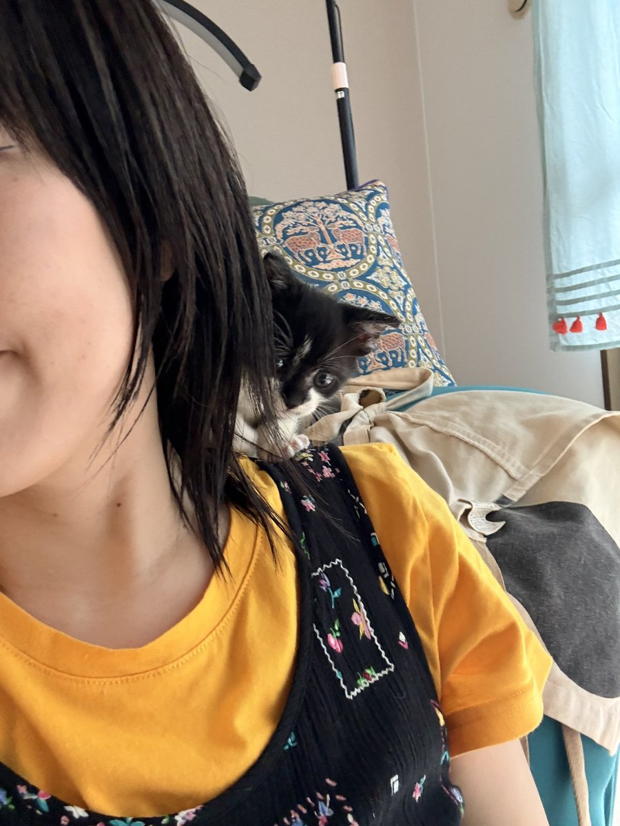 buriteki's tweet photo. やんちゃなチャップくん
大きくなりました✨

@hiroyo314 https://t.co/0vw1GQoYyP