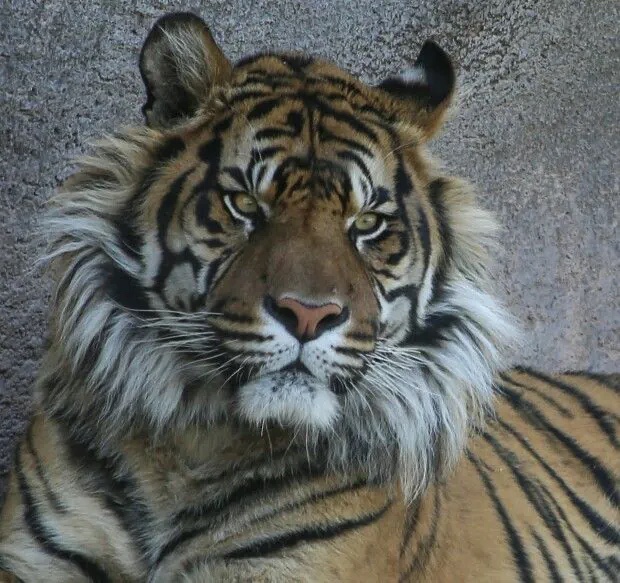 tigertwting's tweet photo. https://t.co/nLkkZ8wLg5