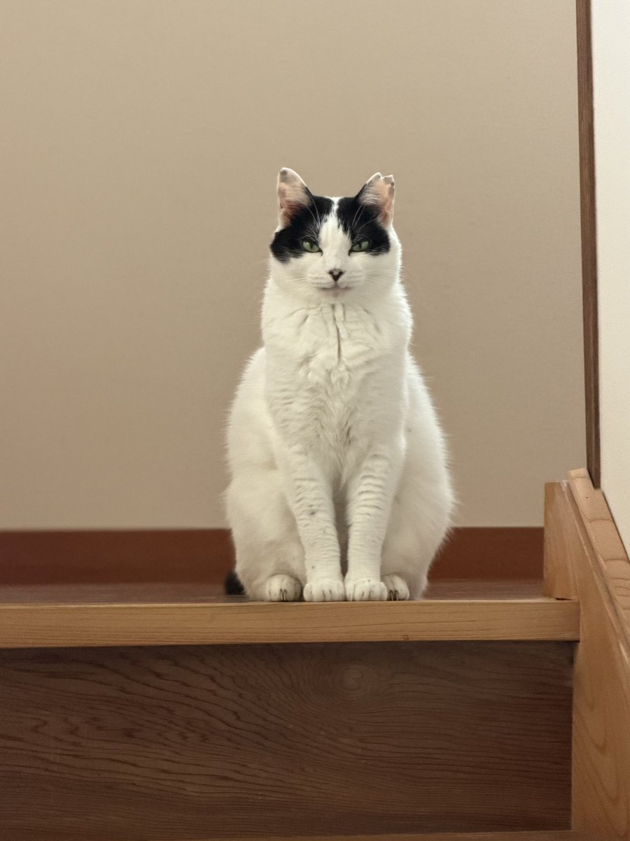 AkikoHatsu's tweet photo. おはようございます。
朝の支度をゆっくりしてたら
猫に待たれていた。
圧が強い。 https://t.co/KMXXc91T3k