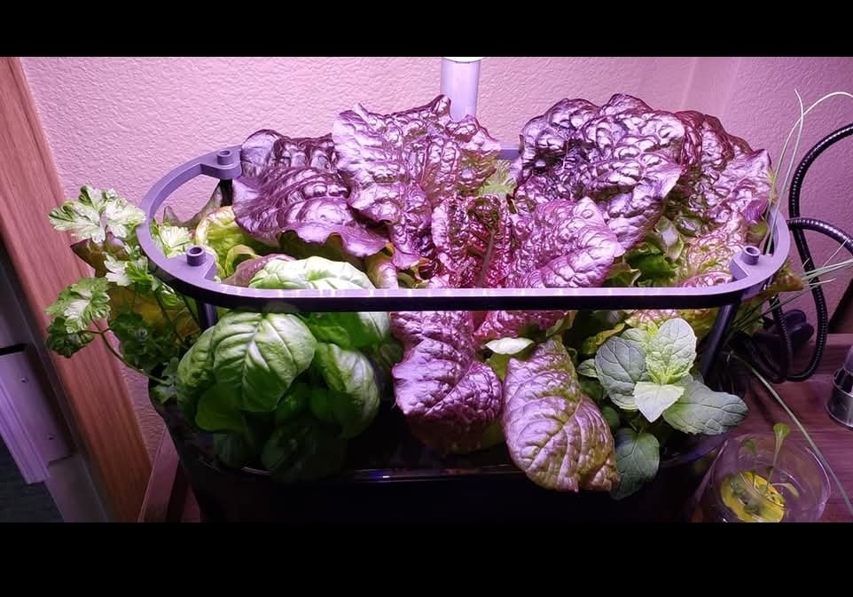 nyxxiana's tweet photo. @PeggiBosquez I have about two dozen grow lights, all on timers, 5 aerogardens, and an aerogarden seed starter. I can grow flowers, peppers, tomatoes, strawberries, peas, every kind of lettuce &amp; sprouts, all year long. 😁 Right in my living room! https://t.co/3OmdmqAM84
