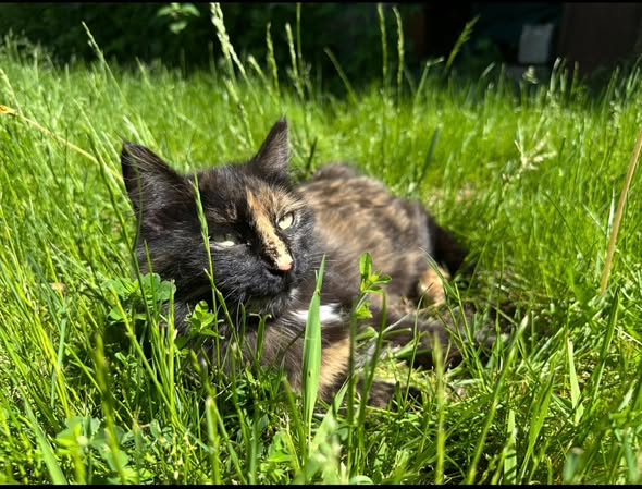 GuelphLostPets tweet picture