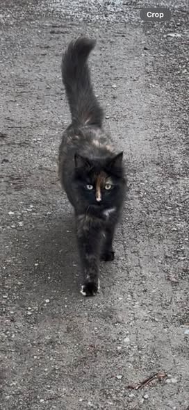 GuelphLostPets tweet picture