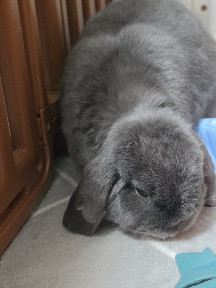 うさぎ