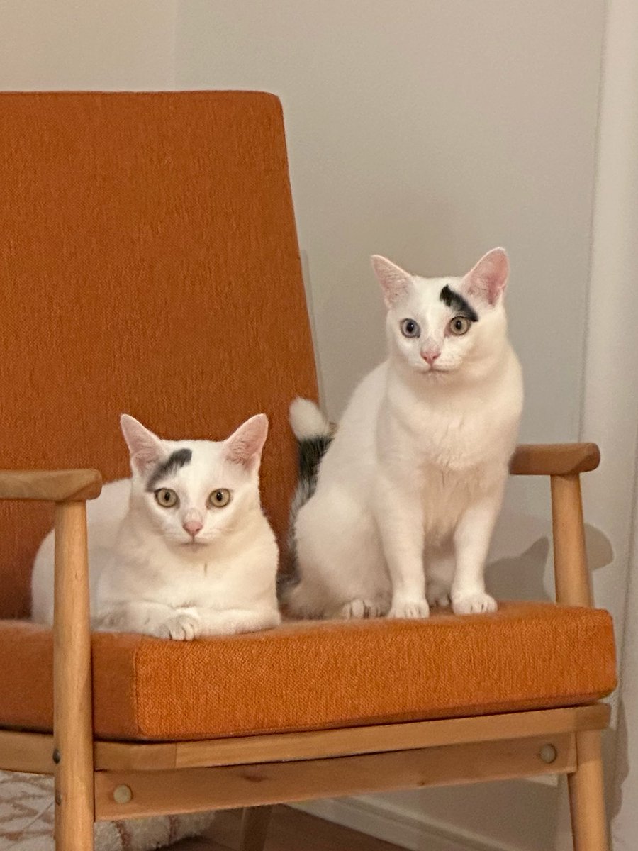 nana_q79's tweet photo. ねこの模様を決める神さまが居るとしたら、どうやって君たちの模様決めたんだろうね
姉妹っぽく適当に筆でペッペッってやったのかな https://t.co/cuzJvYumLF