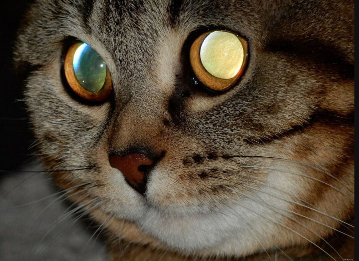 TheFoxipso's tweet photo. I'm almost done with a 1.4 update to my Eye Glint shader! Defocus crescent, projected retinal texture, angle-based hue shift, and more. I want to make it so you can't even think of being a funny animal without including this immersive light-based effect. Follow for updates! https://t.co/lRlBltBSgg