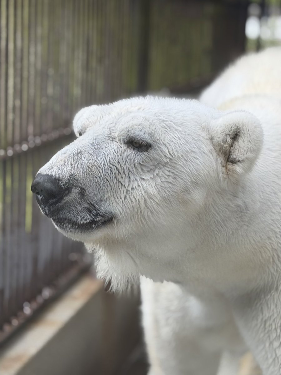 PINONATTSU's tweet photo. ピースの目が本当に優しい🐻‍❄️
この穏やかさに癒される🩵

＃とべ動物園
＃ピース
＃人工哺育のホッキョクグマ https://t.co/mbs2E00Qx9
