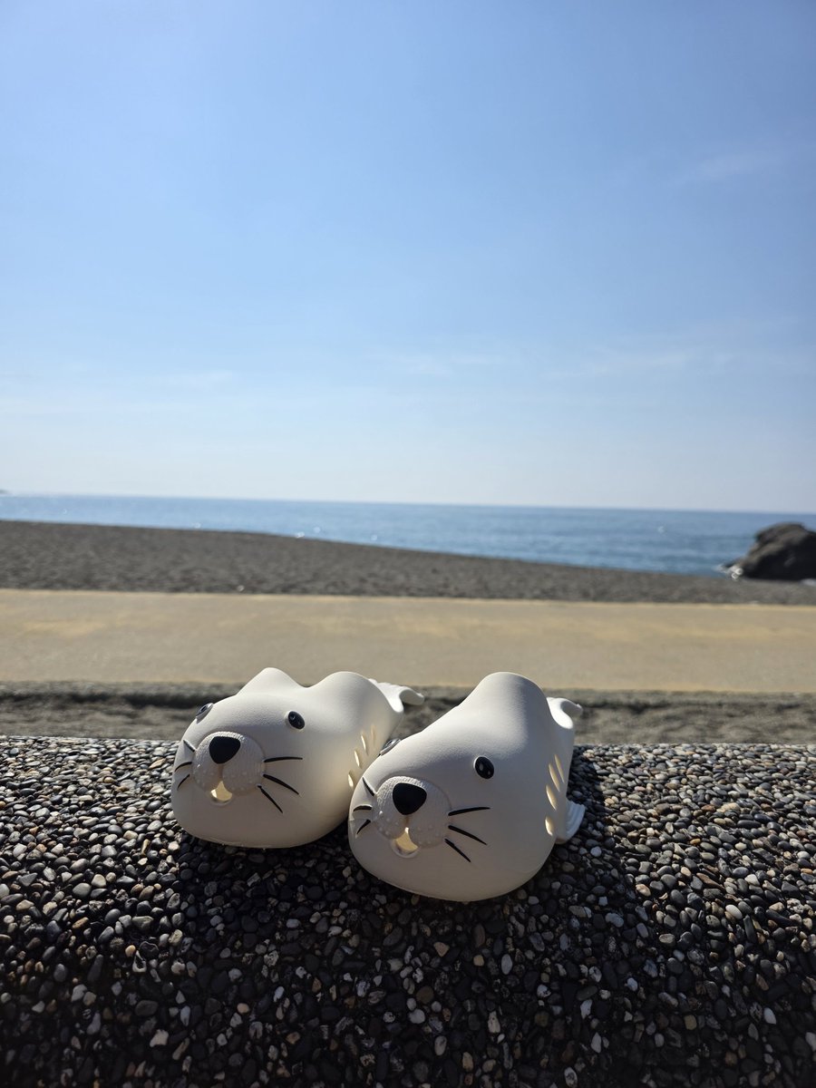 hamasui_shop's tweet photo. ＼新商品情報／
おまんらがアザラシアザラシうるさいきに、「アザラシ サンダル(税込1,980円)」入荷したぜよ！！！！！！

この夏は、アザラシを履いて桂浜の浜辺でｷｬｯｷｬｳﾌﾌしよう•*¨*•.¸♬︎

※桂浜は遊泳禁止です。ぜったいに波打ち際に近づかないでね※

＼✮*｡ﾟ通販も大歓迎✮*｡ﾟ／ https://t.co/MRpBrtqN1E