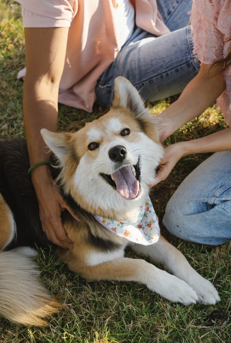carirmv's tweet photo. 1er. Aniversario de adopción 🦊 
Maili es feliz 💕 y nosotros también. https://t.co/Q966CNBuEF
