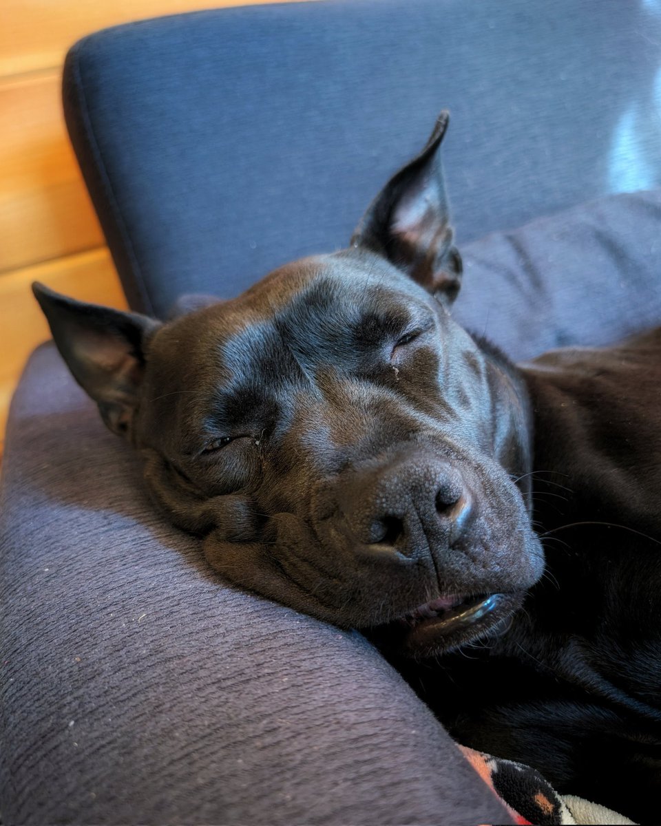_Dogqueenk9's tweet photo. 🫰🐾🐶
Dogs best part🤭
Enjoy the best moments with us👱🏻‍♀️🐶📎👇

https://t.co/Lcw9mcBZoC

#zoophillia #dogknot #zooprideisvalid #teenagee
#zoophile
#hypnotistzoophilesarevalid #zoophiletwt https://t.co/Iz9Hw2EHk6