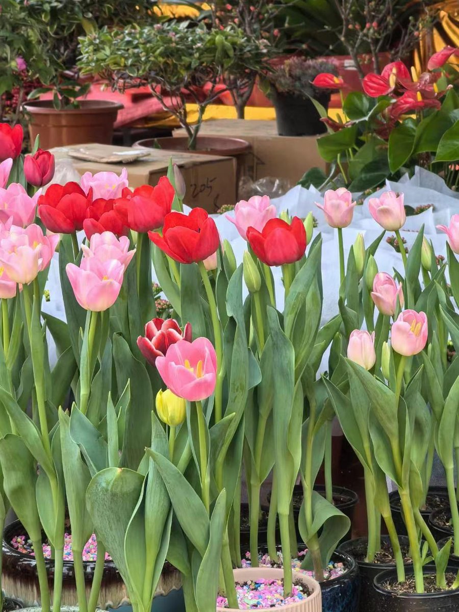 yeochikang's tweet photo. Community garden harvest fair this Sat 10am-2pm! Free snacks, seed swapping u0026 kids' craft zone. Come grow with us!， https://t.co/oiNmp3b15r