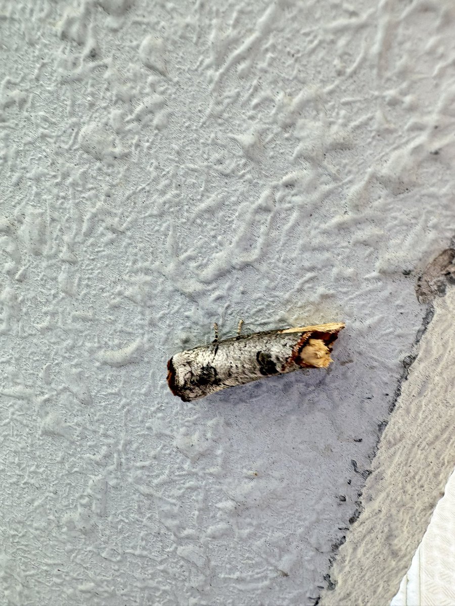 hinmi5's tweet photo. 可愛い🐛どう見ても小枝です。何処から来たのかなぁ？此処は10階で周りに木や草も無いのに... https://t.co/V9hytpziaq