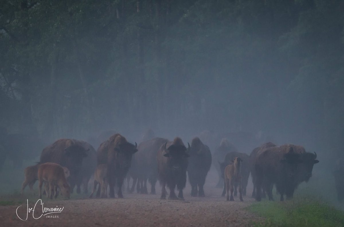 JoeisCranky's tweet photo. This was simply one of the best mornings I have ever had.  Elk Island National Park https://t.co/cOZVVhRVXg