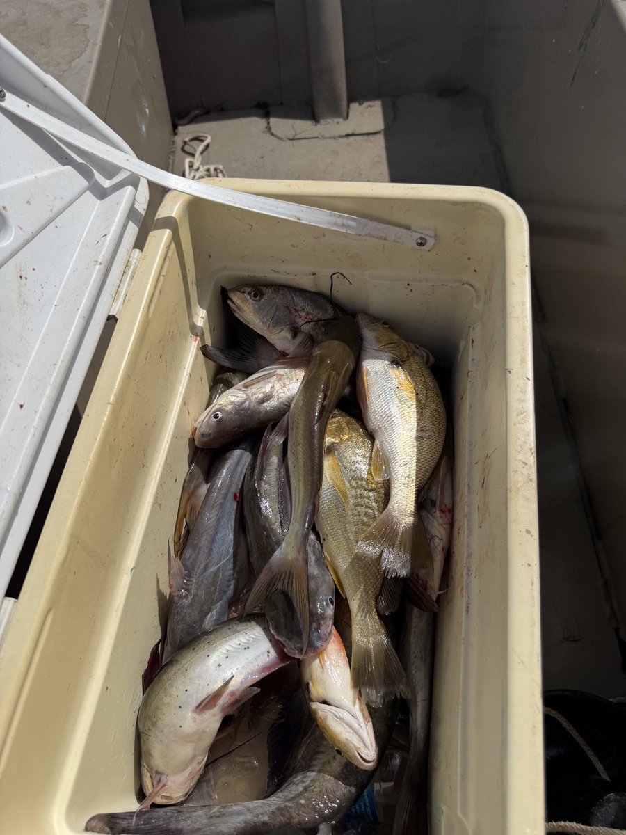 Soul_Indigo985's tweet photo. Not My Best Catch, But Certainly Not Complaining. #Louisianafishing #rigolets #Louisianareds #bluechannelcats https://t.co/Uikuyh1zIX