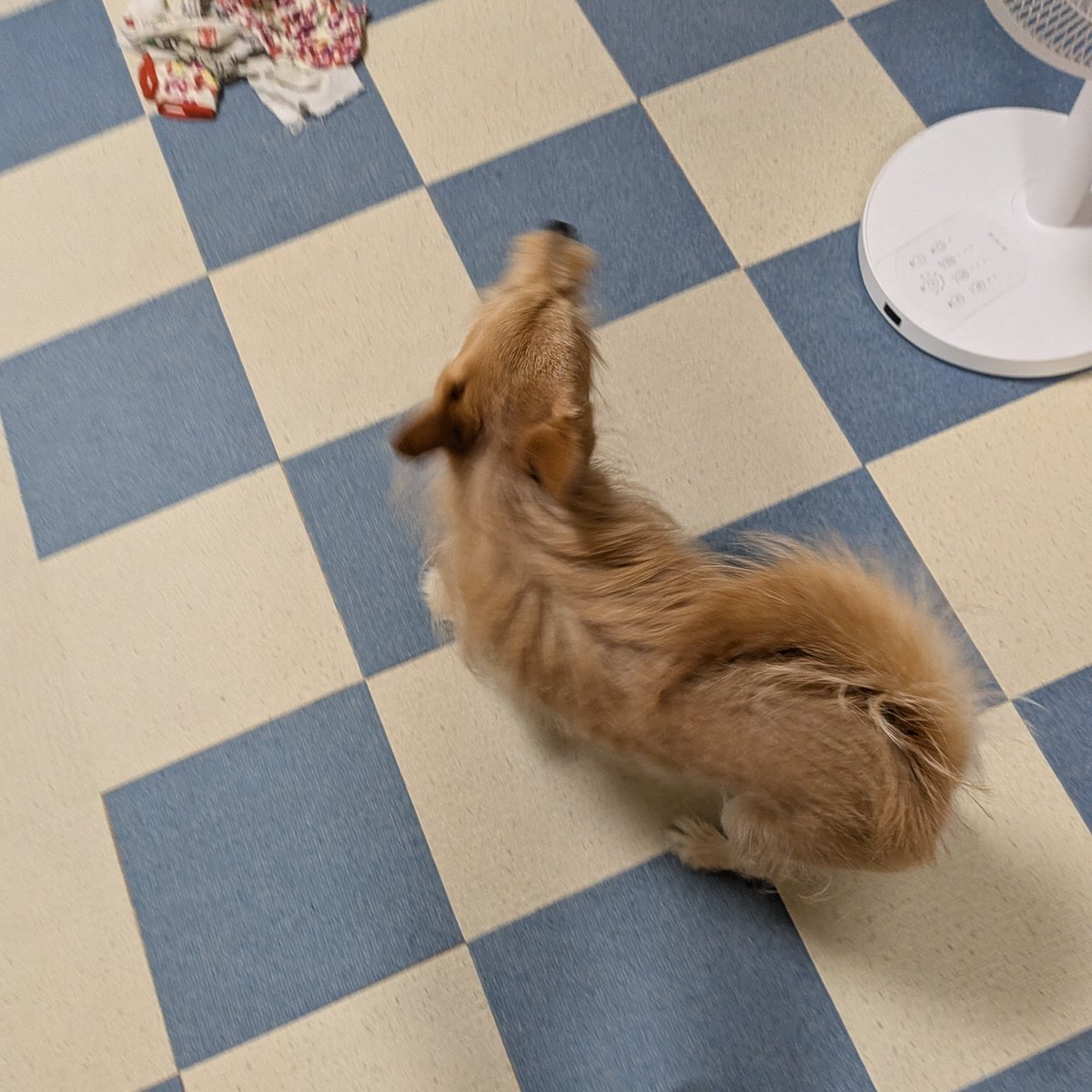 犬ちゃん (@dogchan1010) / Posts / X