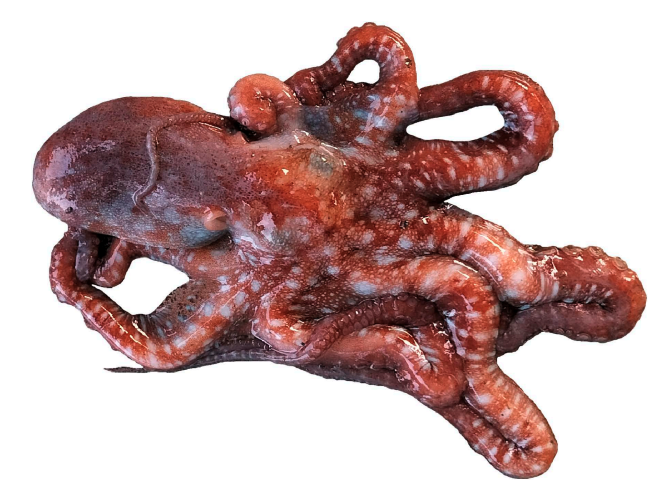 Species_Divers's tweet photo. Identification of a Species of Pinnoctopus from the Red Sea (Cephalopoda: Octopodidae)
#octopus #redescription #SpeciesDiversity
🔓https://t.co/k6UzLwXE3i https://t.co/5NwLiYJMYN