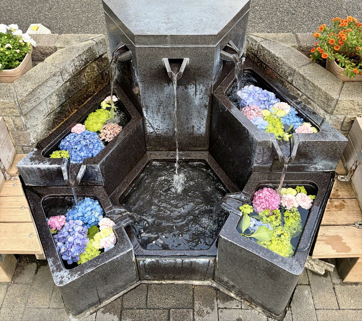 Matsumoto_city's tweet photo. 市長への手紙でいただいた提案をきっかけに、街なかの公共の湧水を「花手水（はなちょうず）」で飾っています🪷⛲️

場所は、市立博物館前と松本信用金庫前の２箇所です！
日によって表情が変化しますので、涼やかな雰囲気をぜひお楽しみください🫧🎐🧊

#松本市 #matsumotocity #花手水 #紫陽花 #湧水 https://t.co/GkDxcWGvYB