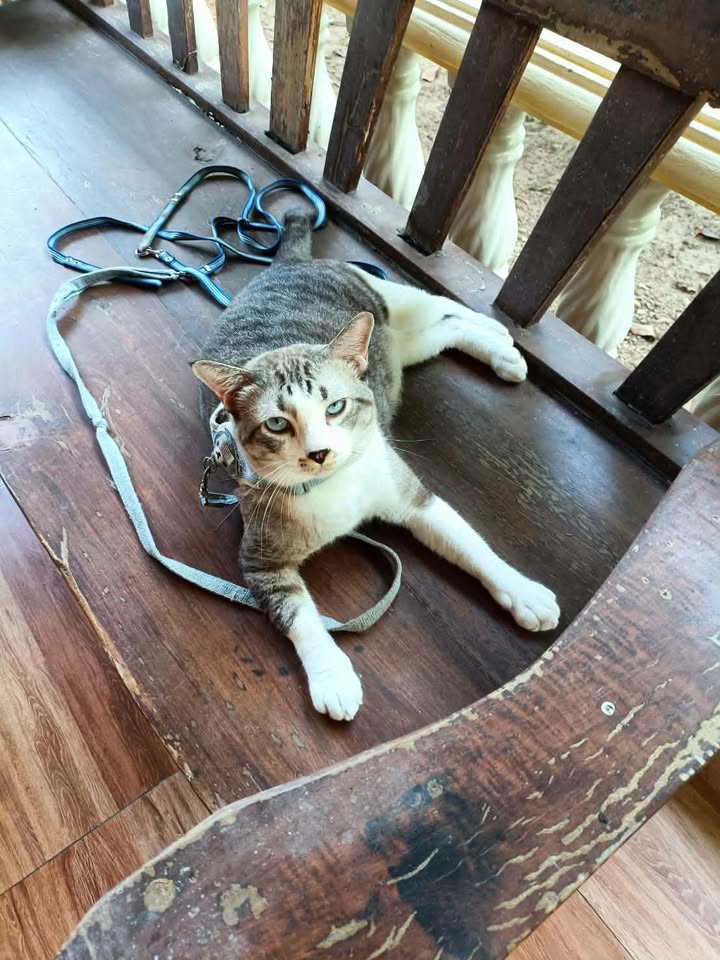 CatsterClub's tweet photo. หาบ้านให้น้องแมว(ฝากประกาศ)
น้องเพิ่งทำวัคซีนรวม
ไข้หัด,หวัดแมว,พิษสุนัขบ้าไป 20 พ.ค. 69 ที่ผ่านมาค่ะ
เจอน้องริมถนนค่ะบาดเจ็บ รักษา และทำหมัน และทำวัคซีนครบ
ตรวจเลือดเรียบร้อย ปลอดโรคค่ะ
เบอร์โทร : 092-905-5515 ชื่อนุช
พิกัด : อ.พระประแดง จ.สมุทรปราการ
ใครสนใจรับดูแลติดต่อหาเจ้าของได้เลยนะคะ หรือ ช่วยกันรีกระจายข่าวก็ได้ค่ะ มาช่วยกันหาบ้านอันอบอุ่นให้น้องกันนะคะ
