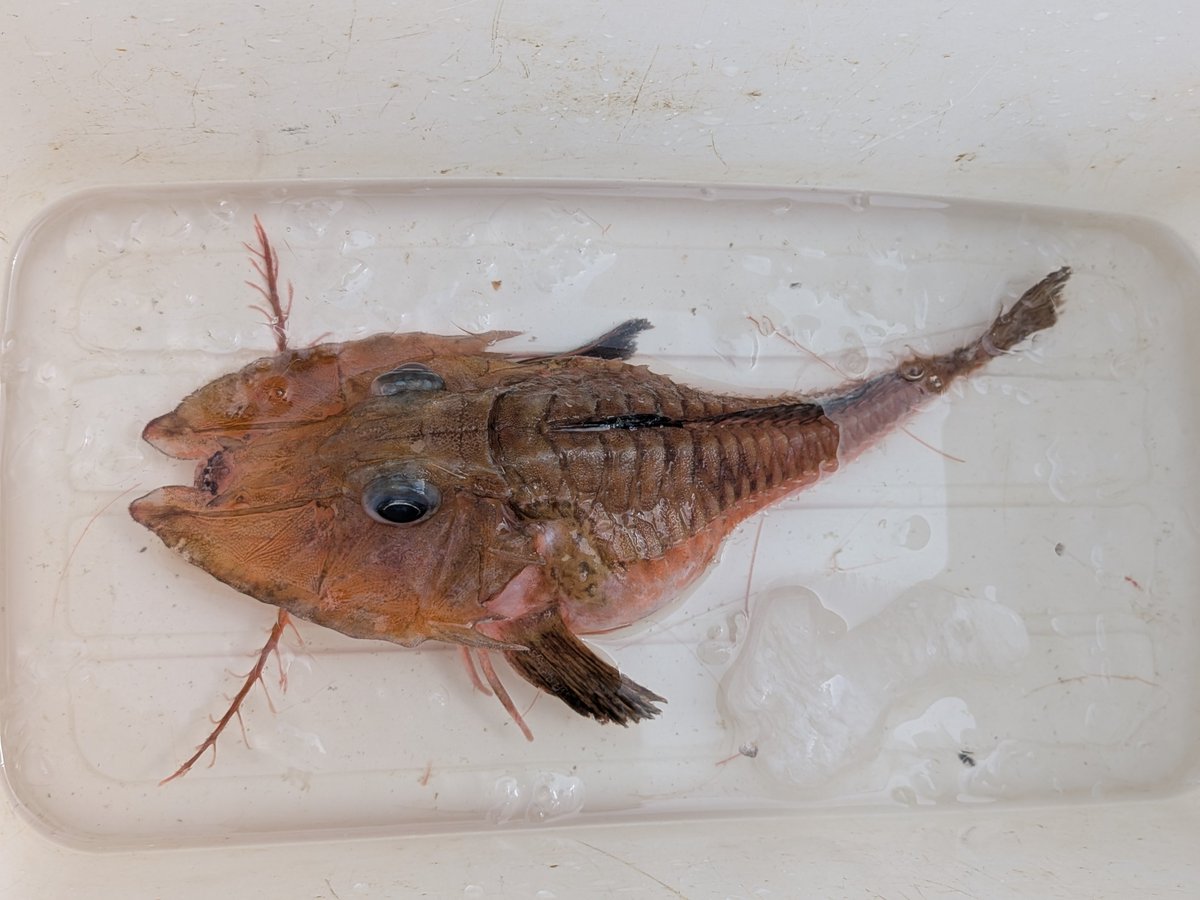 nfSlVRpWu3PhBuv's tweet photo. 昨日、お世話になっている深海エビ船の方から初めて見た魚が獲れたと連絡を受け、頂いて来ました。
そのまま大学へ走り標本登録して来ました。
ホンオキキホウボウと同定されました。 https://t.co/UUaLRilxZK