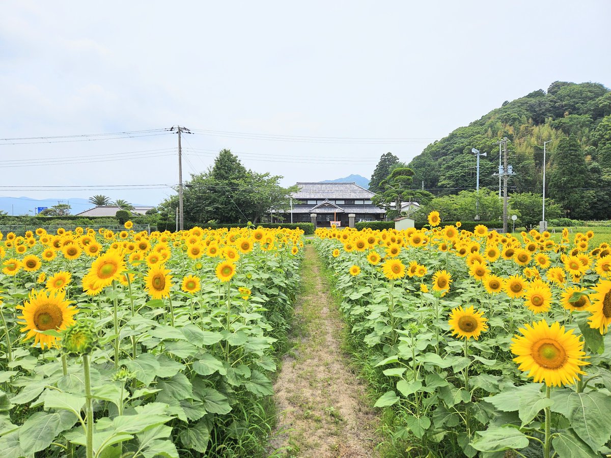 kamotabi's tweet photo. 鴨川でひまわり畑を見つけました🌻みんな元気に咲いてる🌻この景色の中に立つだけで夏のヒロイン気分🌻どこを切り取っても最高の写真が撮れちゃいます🌻元気がチャージされる🌻夏の始まりを感じた特別なひとときでした🌻和泉公会堂の前 #鴨川市 #お出かけスポット https://t.co/yC2eNLV7zf