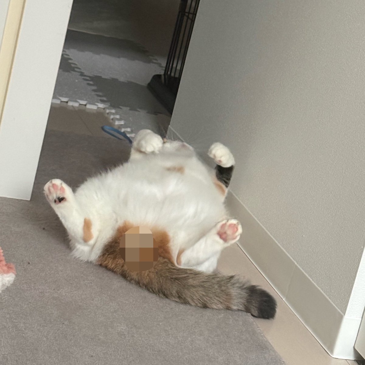 Ever_nnn3's tweet photo. 朝起きたらねこが落ちてて
おはようって言ったら顔見せてくれた
ちょっと丸見えなので隠しますね https://t.co/5o0kJmwX1N