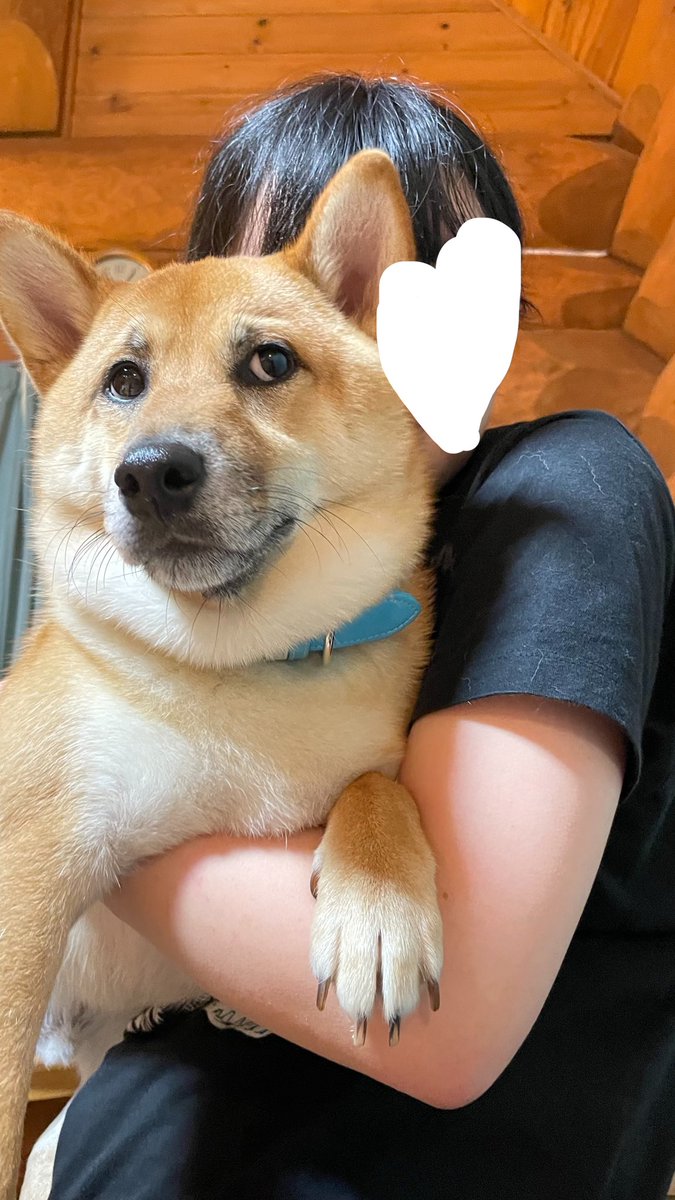 papipo1989's tweet photo. 🐶いや、抱っこすんなし https://t.co/3u9o5OV4TS
