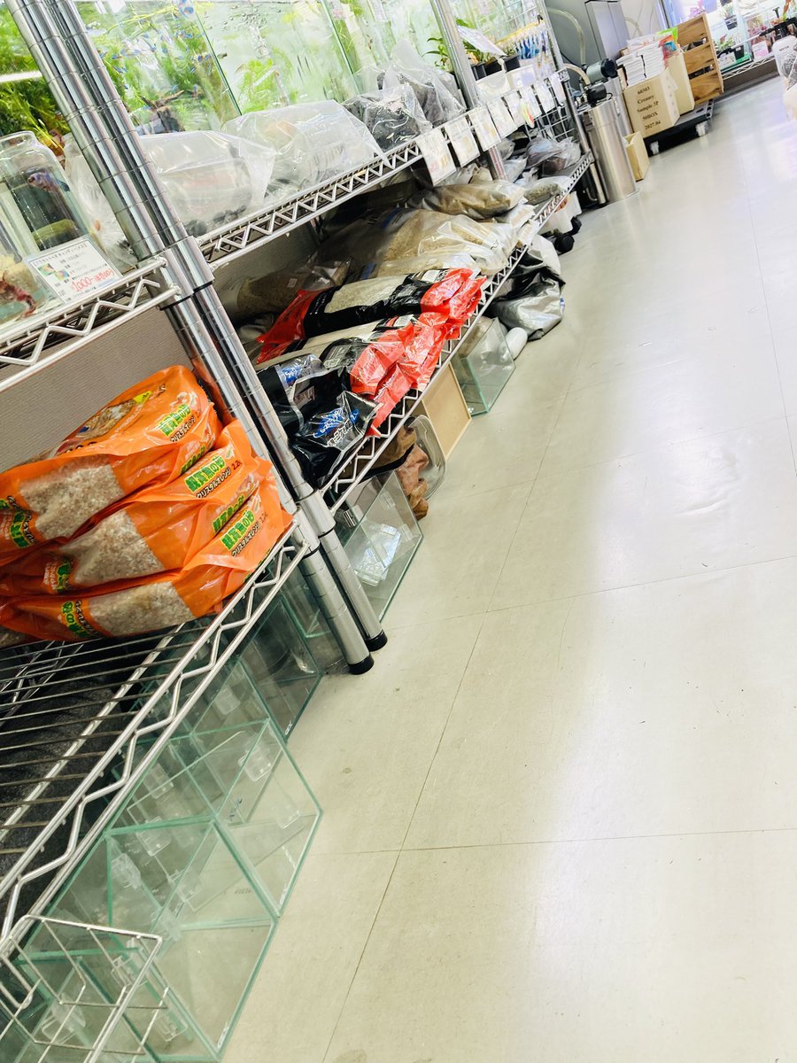 AQUASHOP5's tweet photo. 2kg以上の���床系売り場を整理しました✨
なるべく選択肢は増やしたいので種類は豊富です
ちなみに海水魚は取り扱ってませんが
海水用品は取り扱ってます

#アクアリウム #aquariumhobby #ペットショップ #福岡 #九州 #aquashop #アクアショップ #熱帯魚ショップ https://t.co/vILT5N7NbR
