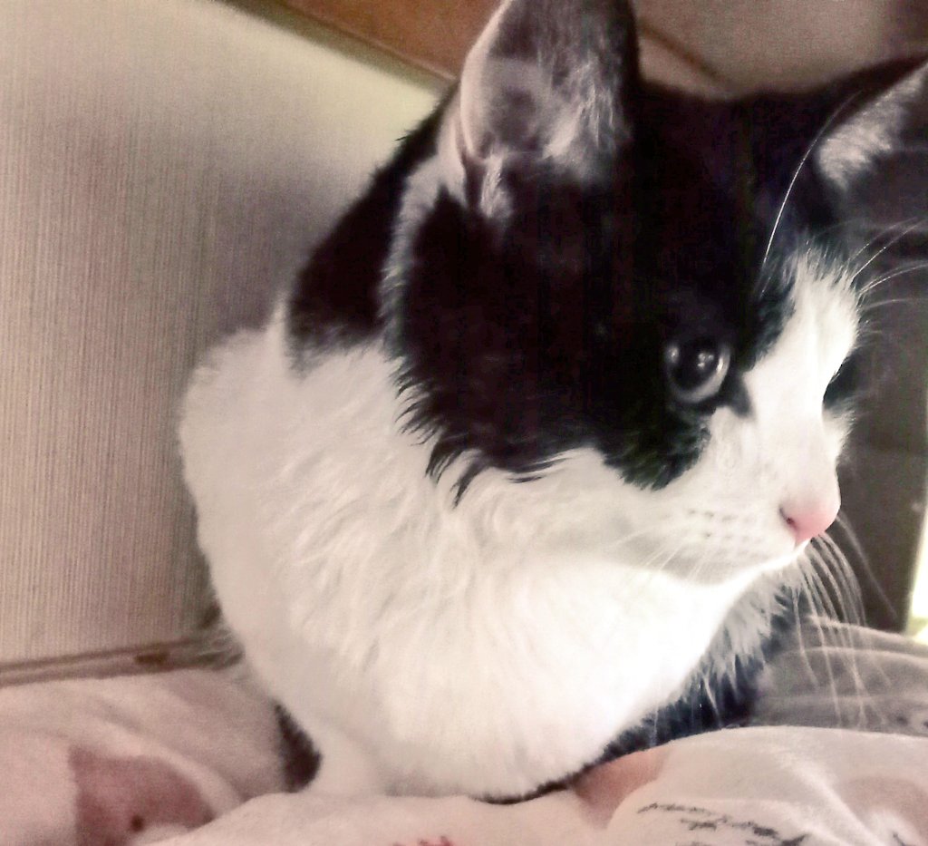 patapatabou's tweet photo. お猫さんらを洗いました。

嫌われました。 https://t.co/yAP5MRY9bC