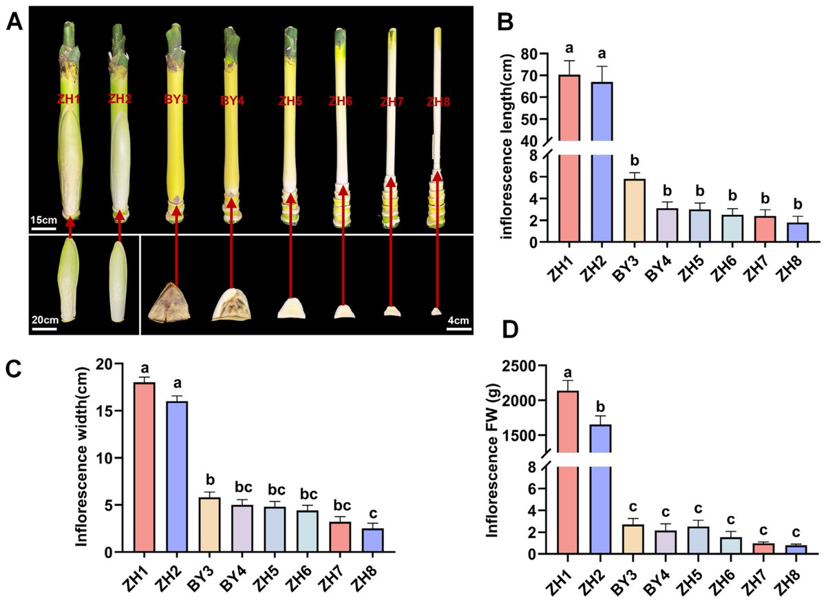 Plants_MDPI's tweet photo. 🌴 Why do some plant flowers fail to develop?
Yao et al. show inflorescence degeneration in A. catechu is driven by disrupted carbon supply & hormonal imbalance.
🔗 https://t.co/Lxt1Lszttj
#PlantScience #CropYield https://t.co/7QKBut4GOu