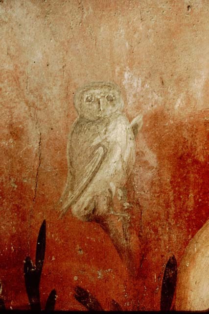archaeologyart's tweet photo. Fresco from Pompeii, owl in a small garden. Roman, 1st century AD. https://t.co/B14hfpm5vH