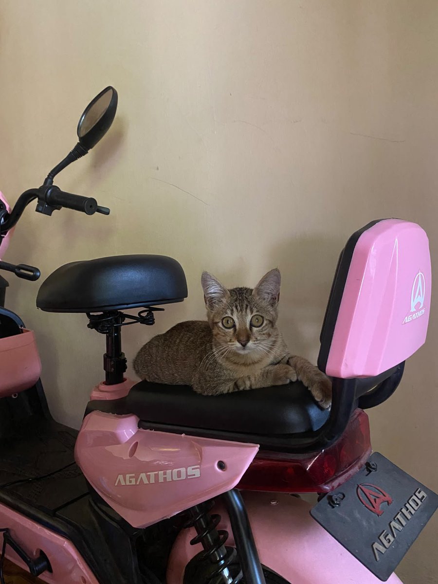 shopp_handeu's tweet photo. Gen z, anaknya kucing : SEPAKATT!!!🤝 https://t.co/KhM395Mhi9