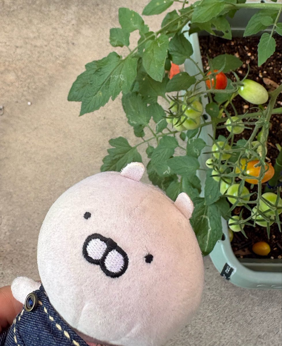 Mi3tds8202Eight's tweet photo. トマト🍅やっと
赤くなってきた〜

自分のご飯に
あきてきたって言うか
あんまり美味しくないし
レパートリーが少ない
美味しく物が食べたいよー😆 https://t.co/5hPtj91X1L
