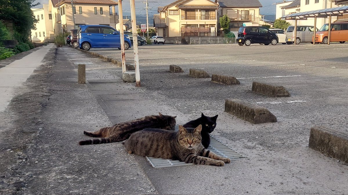 jige_hp's tweet photo. うだるような暑さ https://t.co/aw6v0Q0Ady
