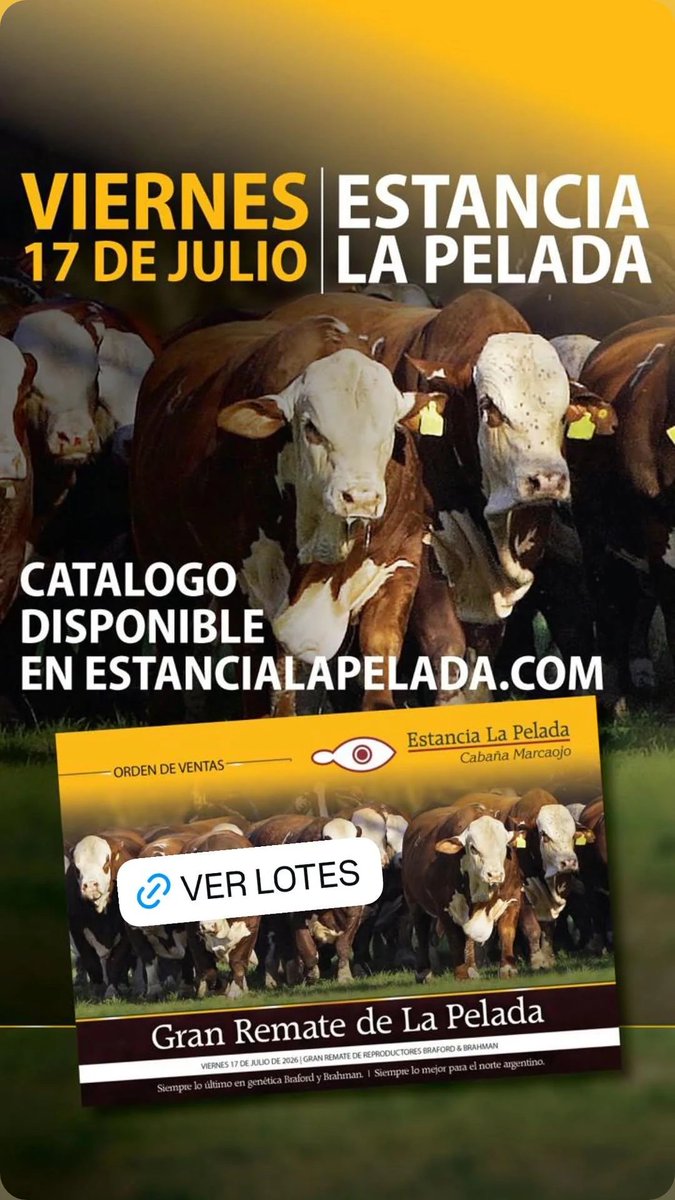 HDFernandez's tweet photo. Se viene Remate Anual Estancia La Pelada #braford #brahman @BrafordArg @exposicionrural @EntreSyC @canal_ganadero @elrural @HDFernandez https://t.co/KsJmJV1Z09